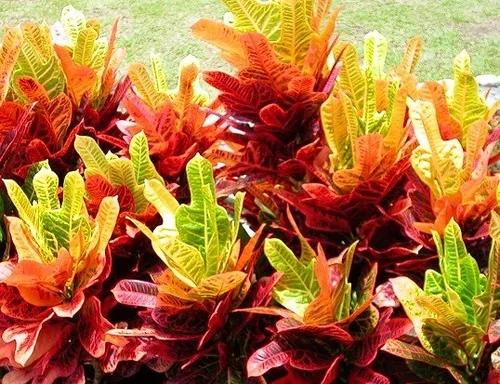 这7种常见植物,误碰或误食可能会中毒!
