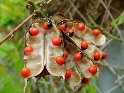 这7种常见植物,误碰或误食可能会中毒!
