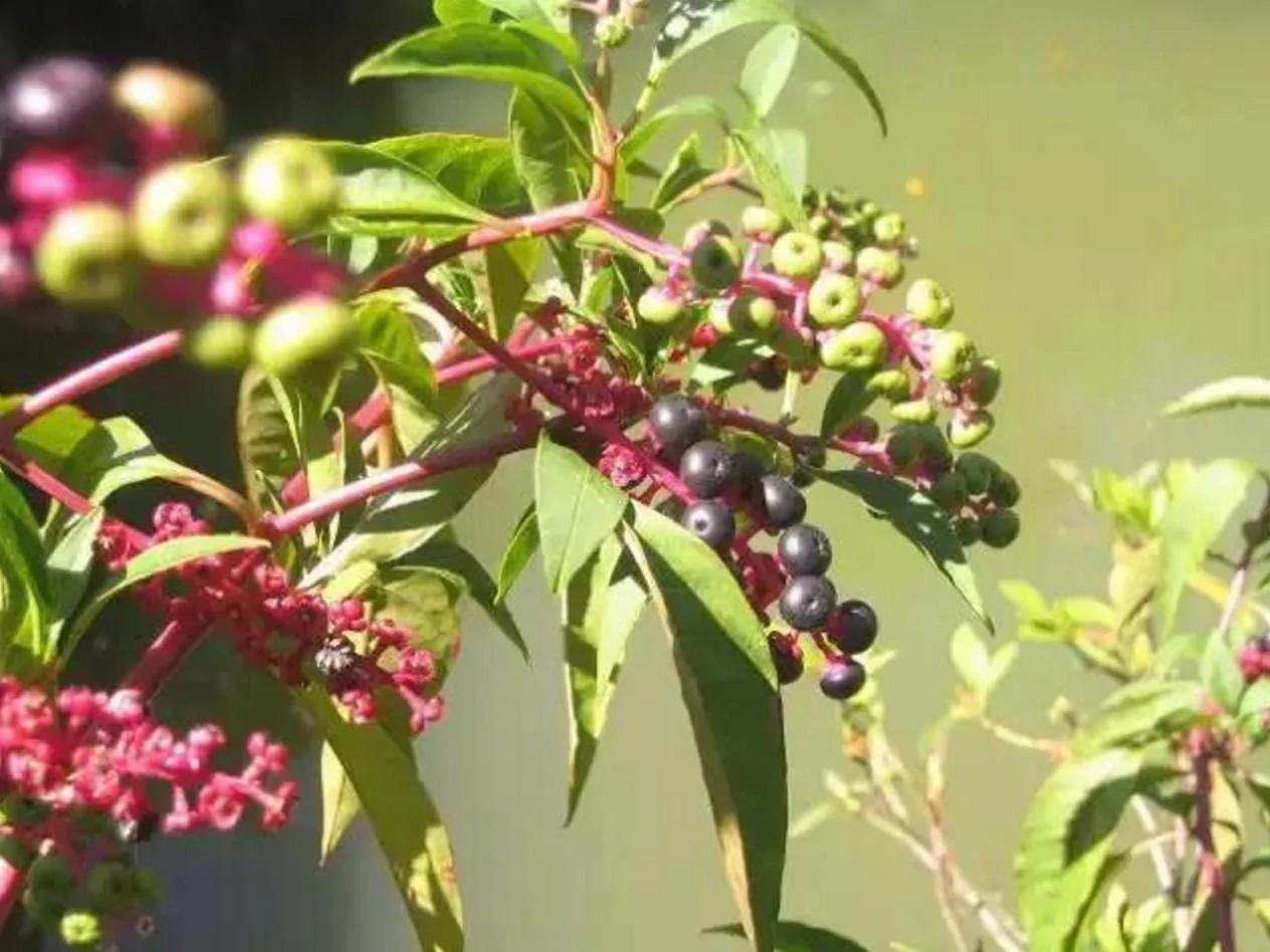 这7种常见植物,误碰或误食可能会中毒!