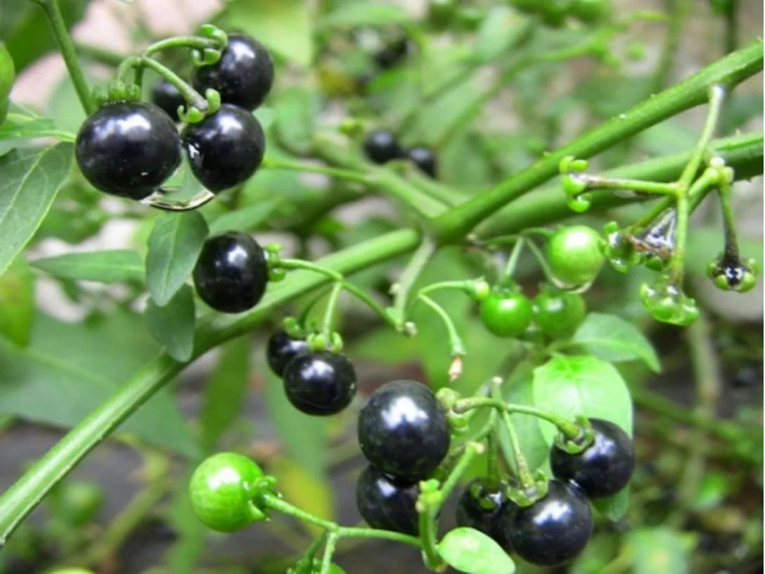 这7种常见植物,误碰或误食可能会中毒!