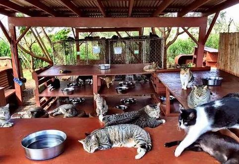 夏威夷有个猫岛,这才是猫咪真正的天堂!