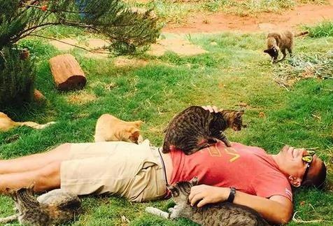 夏威夷有个猫岛,这才是猫咪真正的天堂!