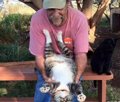 夏威夷有个猫岛,这才是猫咪真正的天堂!