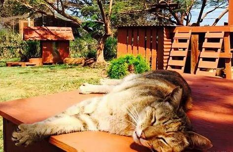 夏威夷有个猫岛,这才是猫咪真正的天堂!