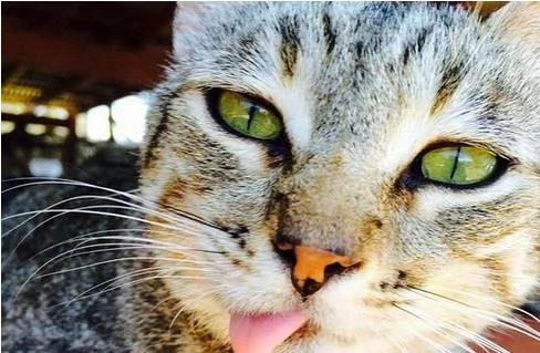 夏威夷有个猫岛,这才是猫咪真正的天堂!