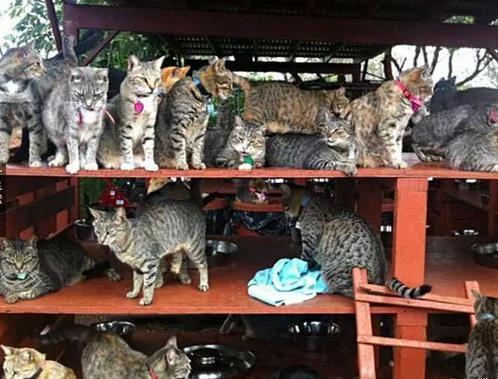 夏威夷有个猫岛,这才是猫咪真正的天堂!