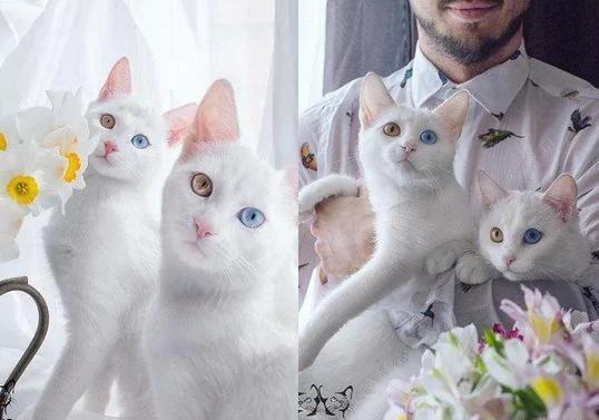 世界最美猫咪姐妹花:美丽的异色大眼睛
