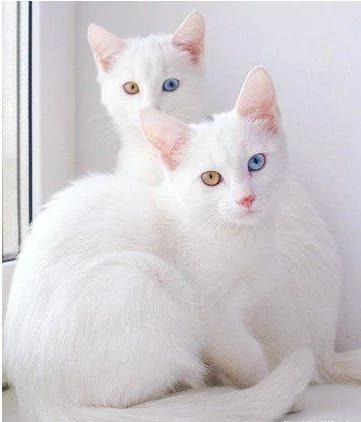世界最美猫咪姐妹花:美丽的异色大眼睛