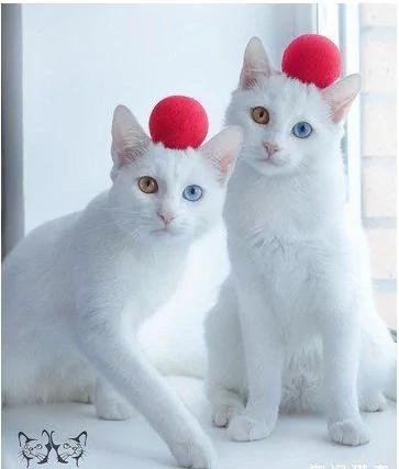 世界最美猫咪姐妹花:美丽的异色大眼睛