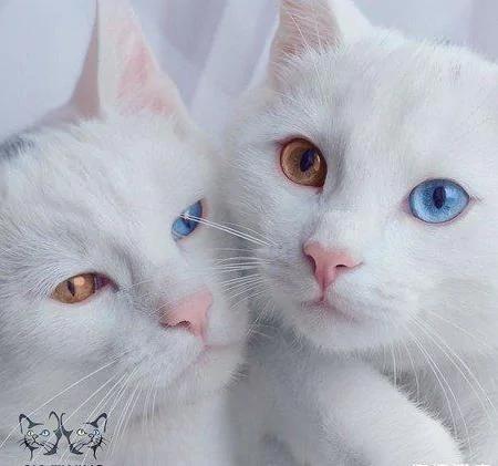 世界最美猫咪姐妹花:美丽的异色大眼睛