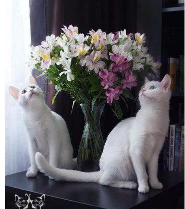 世界最美猫咪姐妹花:美丽的异色大眼睛