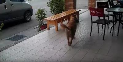 狗狗走进便利店 谁也没想到它竟然是要⋯太聪明了!