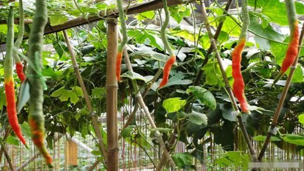 这到底是“白花蛇”还是瓜?