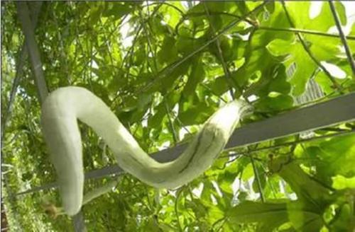 这到底是“白花蛇”还是瓜?