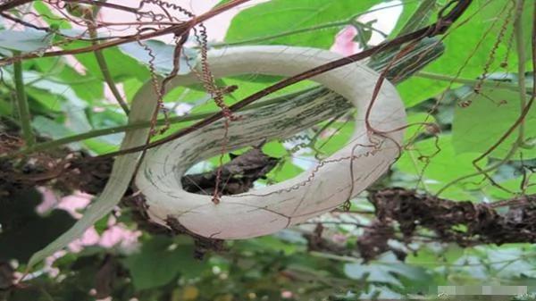 这到底是“白花蛇”还是瓜?