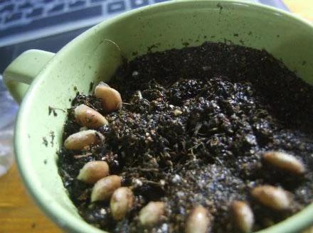 吃過的水果籽不要丟 做成杯中的小森林吧