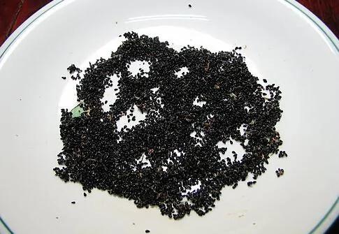 吃過的水果籽不要丟 做成杯中的小森林吧