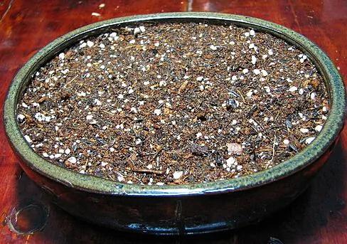 吃過的水果籽不要丟 做成杯中的小森林吧