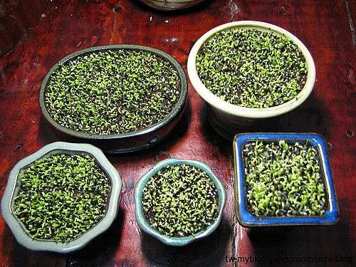 吃過的水果籽不要丟 做成杯中的小森林吧