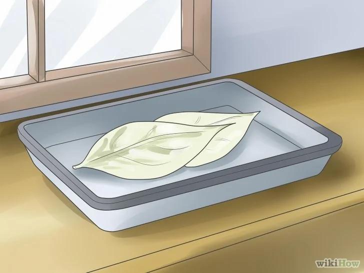如何弄干叶子并用于装饰工艺品