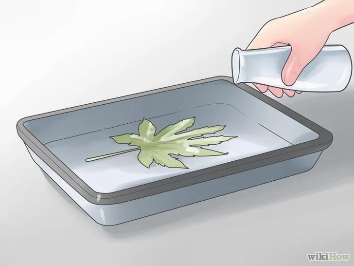 如何弄干叶子并用于装饰工艺品