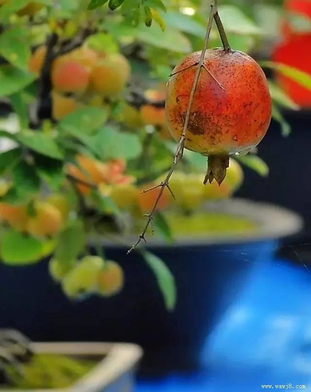在阳台上种出一片果园 太厉害了吧