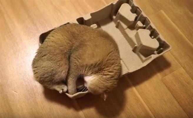 挤不进纸板好失落 猫咪崩溃反应超爆笑
