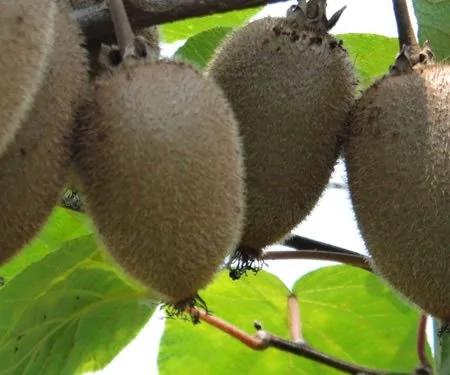 被忽视的“厨房垃圾” 竟是防癌圣品