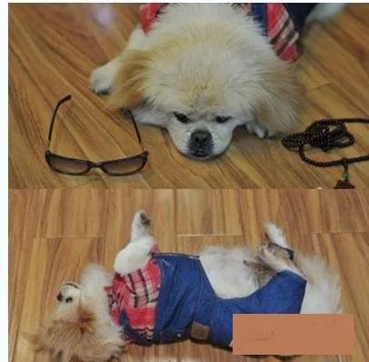 美国忠犬揭发保姆虐婴恶行,成功解救小主人,竟然是用这种方法!
