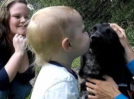 美国忠犬揭发保姆虐婴恶行,成功解救小主人,竟然是用这种方法!