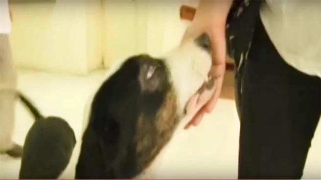 阿根廷忠犬寻已故主人 竟注定与主人天国相聚
