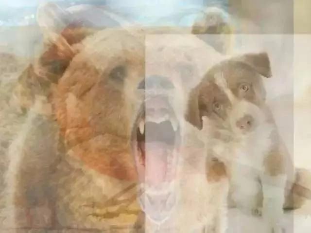 第一眼看到什么动物,你就是什么样的人