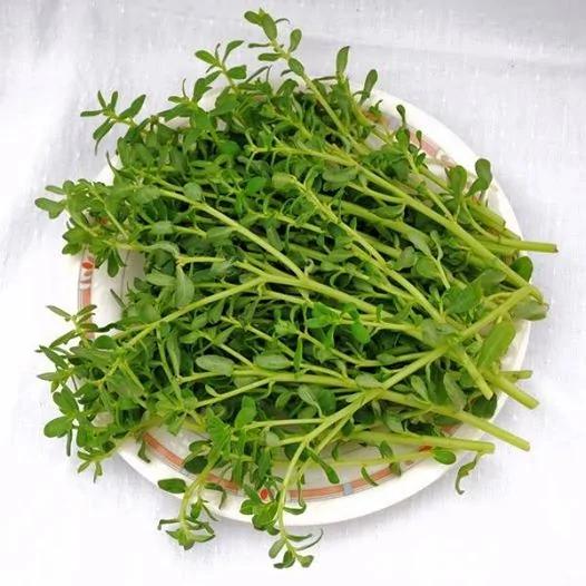 糖尿病患者的食物“胰岛”,常吃控血糖!