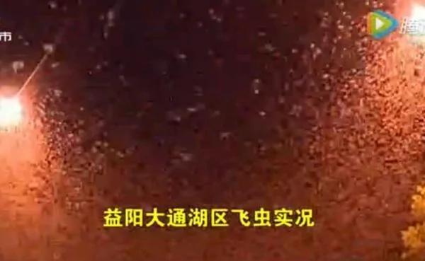 末日惊魂?数十亿“蜉蝣”惊现湖南 次日暴毙街头