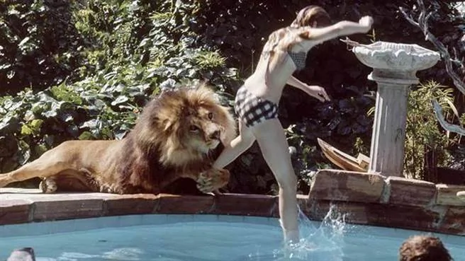 好萊塢女星把獅子養在家沒想到發生這種慘劇