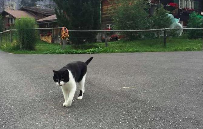 登山客在山上迷路后突然遇到一只神秘猫咪,竟然