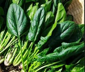 绿色食物界“三大代表”,高纤维低热量,为健康加分