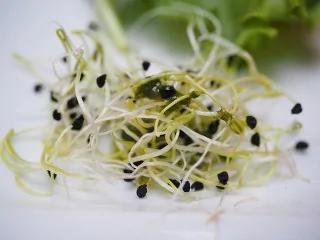绿色食物界“三大代表”,高纤维低热量,为健康加分