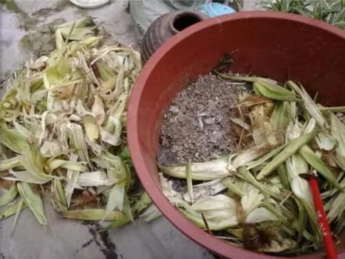 用水桶种莲藕 多到吃不完