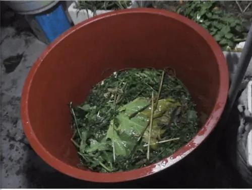 用水桶种莲藕 多到吃不完