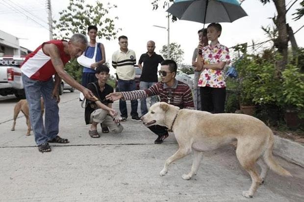 流浪狗争食弃婴 好在母犬怒吼救回一命