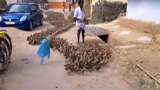 男子僅僅只用了一根木棍和一條布，便將數百隻鴨子輕鬆趕回農舍