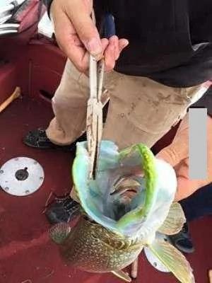 高兴钓上大鱼 钓到什么生物学家都惊奇