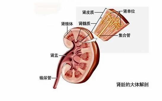 从“头发”就能一眼看出你的“肾脏”好不好!“少年白”原来代表著.....
