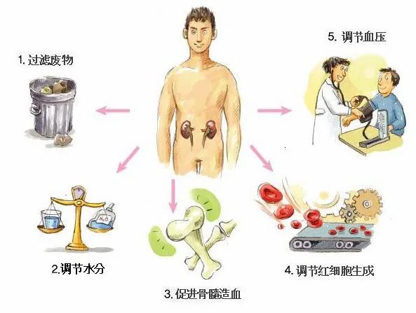 从“头发”就能一眼看出你的“肾脏”好不好!“少年白”原来代表著.....