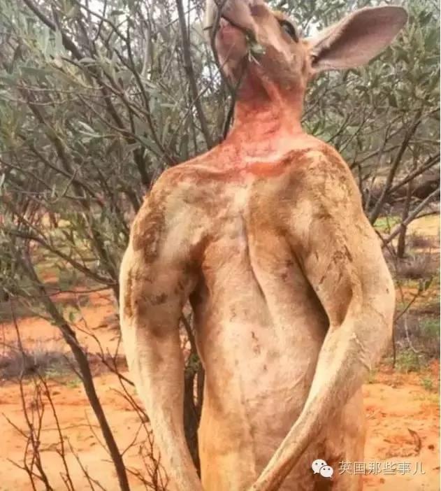 当年世界闻名的那只猛男袋鼠 居然老成这样...