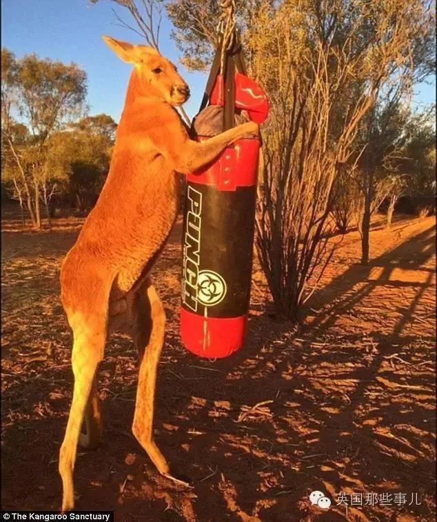 当年世界闻名的那只猛男袋鼠 居然老成这样...