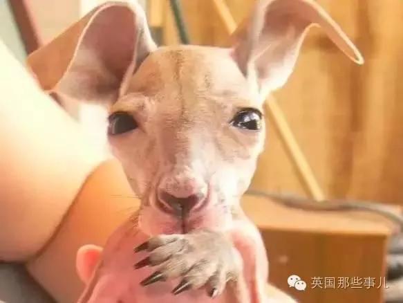 当年世界闻名的那只猛男袋鼠 居然老成这样...