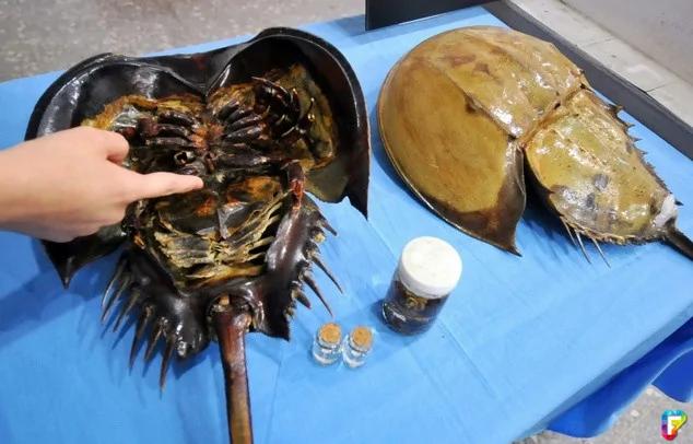 日本:地球上最古老的生物集体死亡 真相令人悲痛!