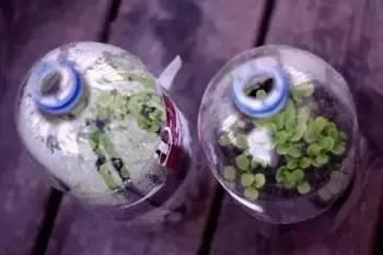 8种非常实用的养花小技巧